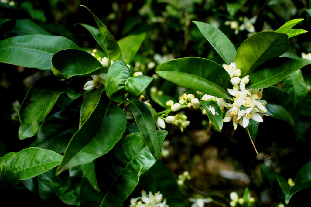 planta del huerto