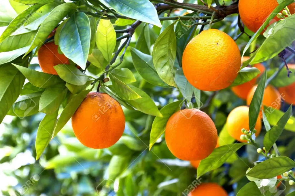 naranjas