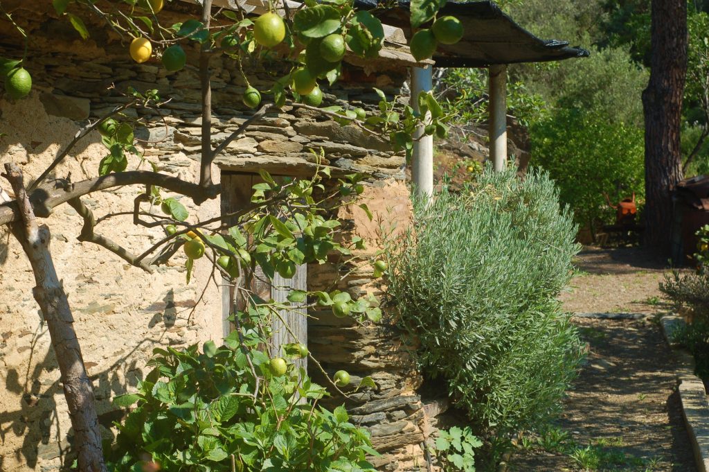 fruta del huerto