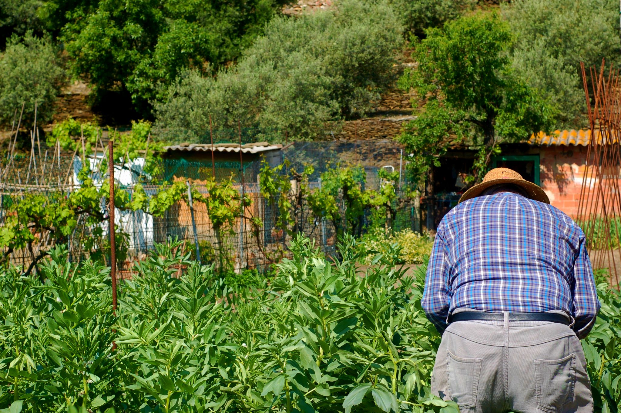 hombre en el huerto