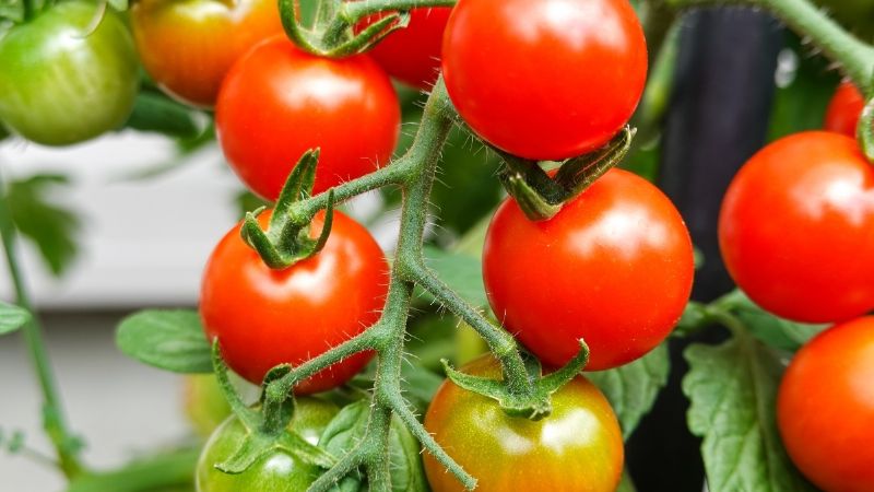tomates del huerto