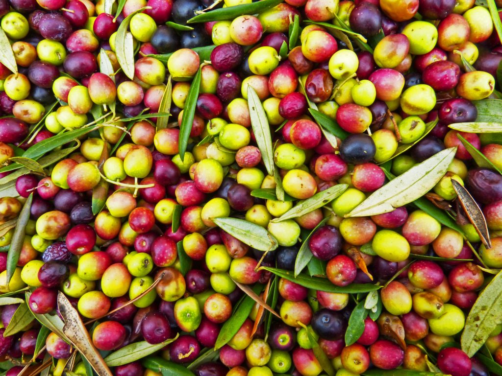 aceituna
